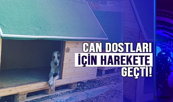 Türkeli’de Can Dostlarına Kulübe Kampanyası