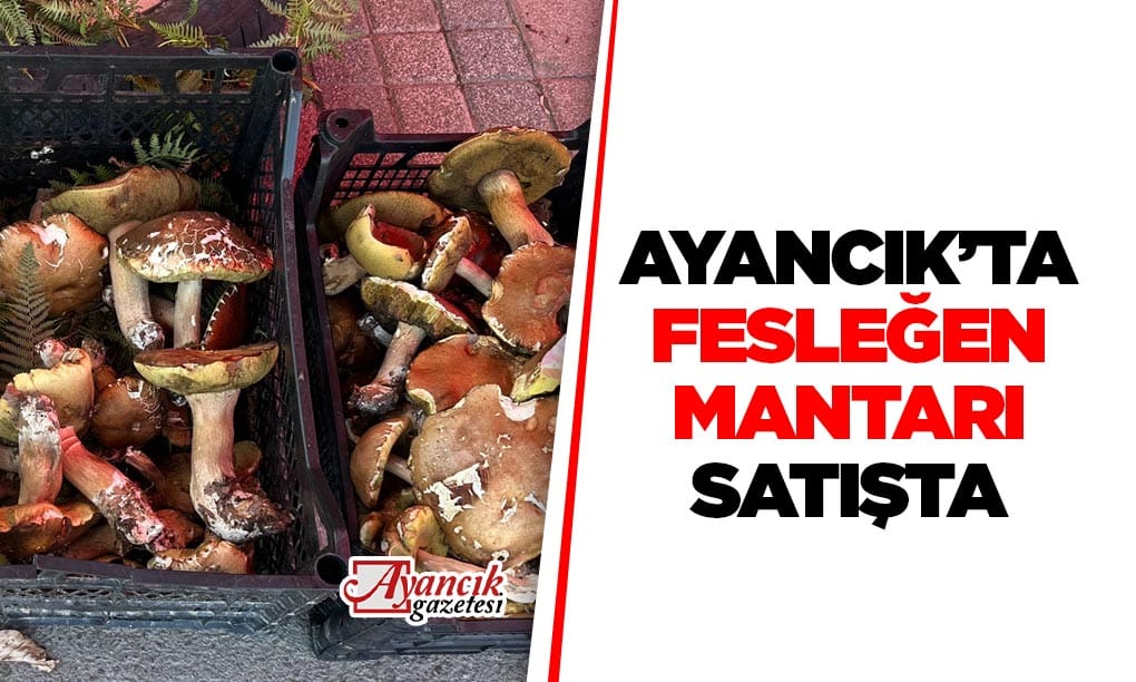 Ayancık’ta fesleğen mantarı zamanı