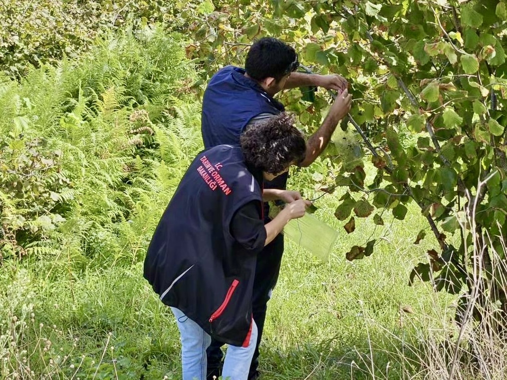 Ayancık’ta Kahverengi Kokarca ile Mücadele Sürüyor