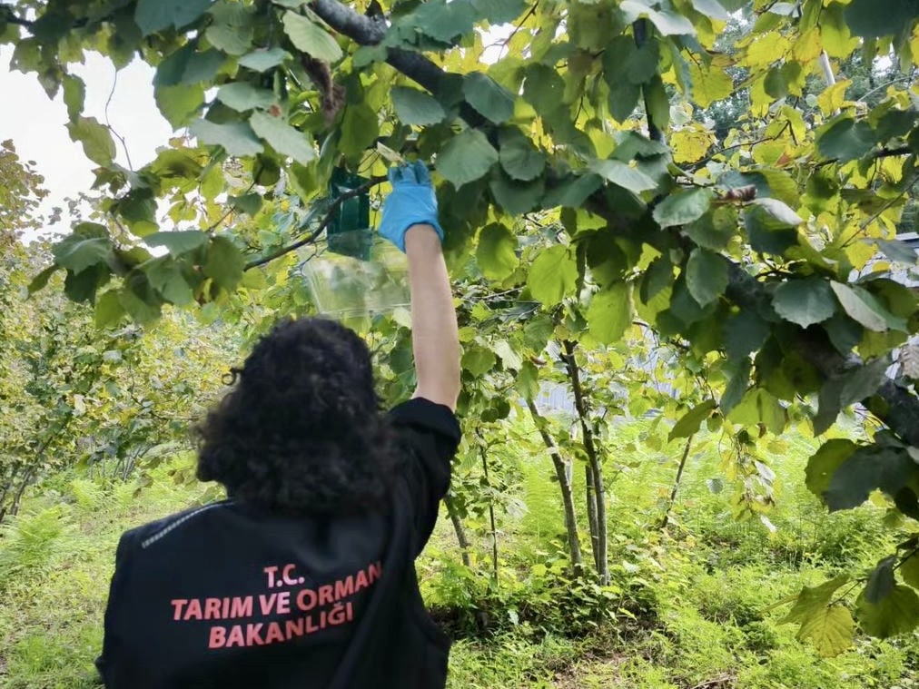 Ayancık’ta Kahverengi Kokarca ile Mücadele Sürüyor