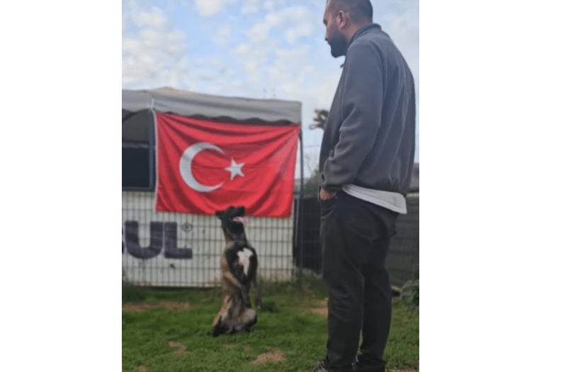 İstanbul’da Köpek Eğitimi Uzmanı: Murat Güngör