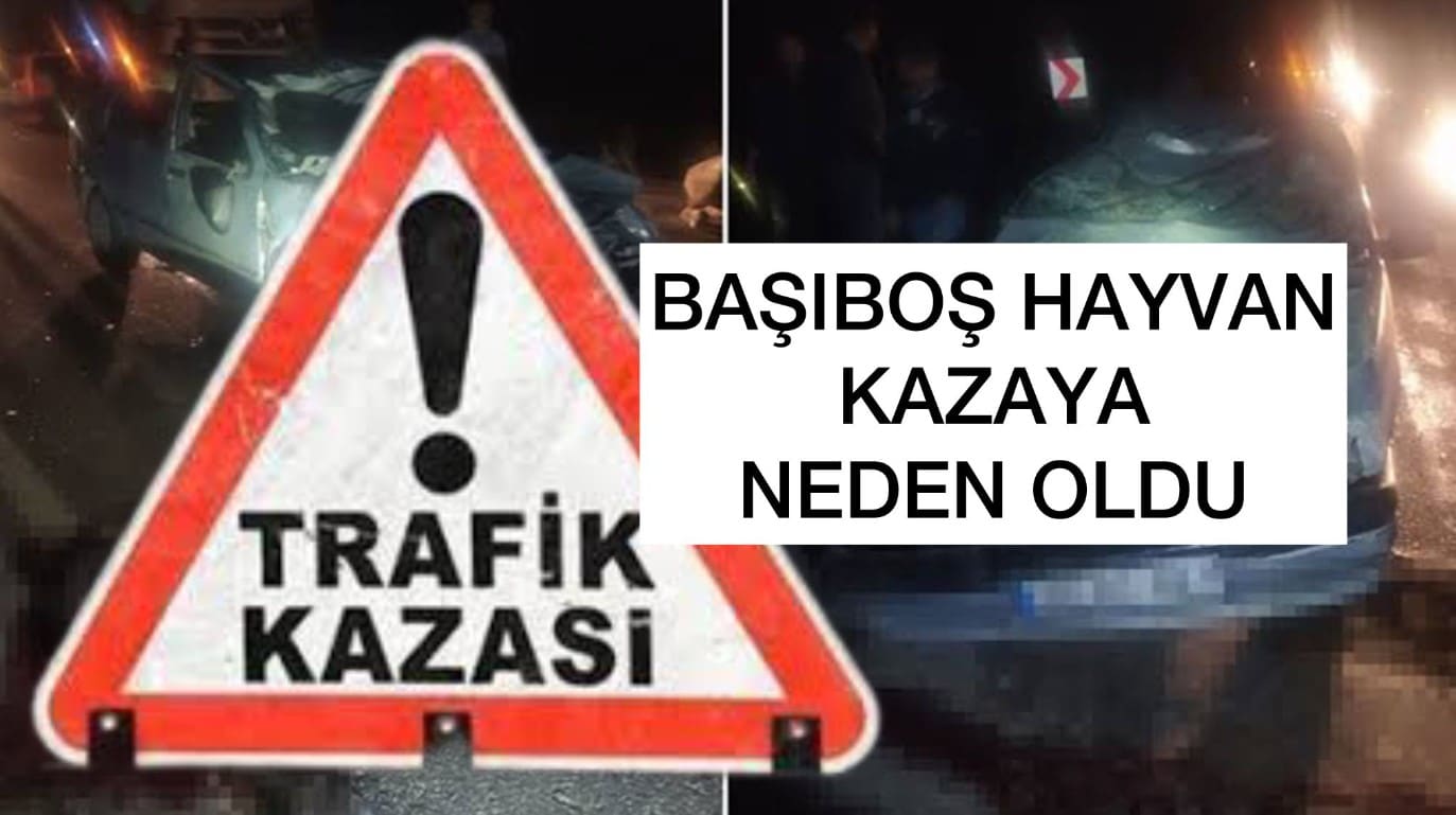 Başıboş Hayvan Kazaya Neden Oldu