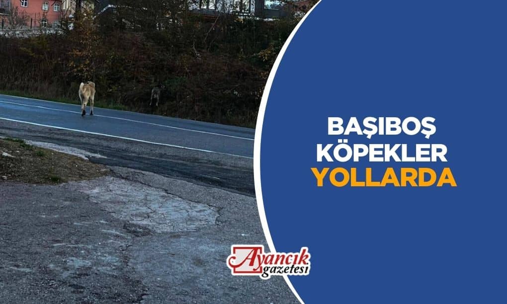 Ayancık’ta Sahipsiz Köpekler Yollarda