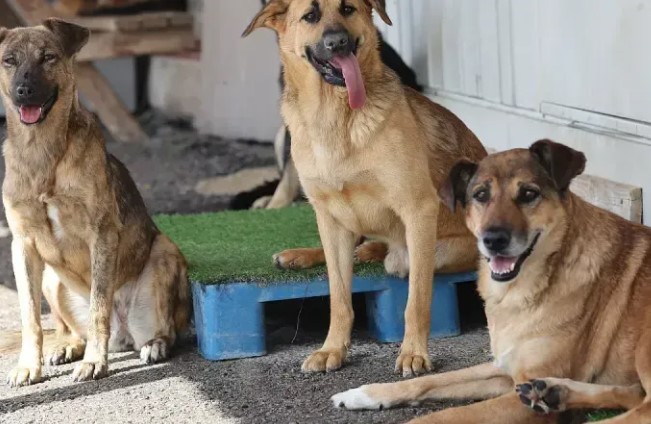 Sahipsiz köpekler artık barınağa götürülecek